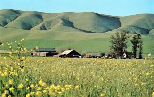 Early Spring in Livermore Valley, California (photo by David Profffitt), mailed 1974     